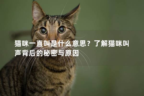 猫咪一直叫是什么意思？了解猫咪叫声背后的秘密与原因