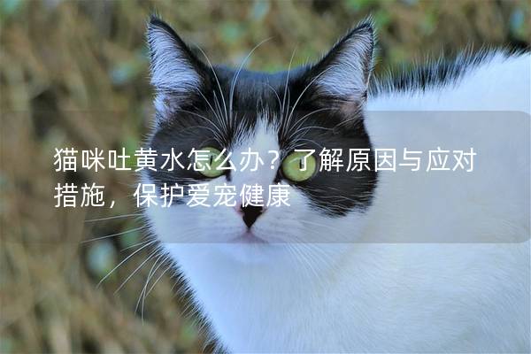 猫咪吐黄水怎么办？了解原因与应对措施，保护爱宠健康