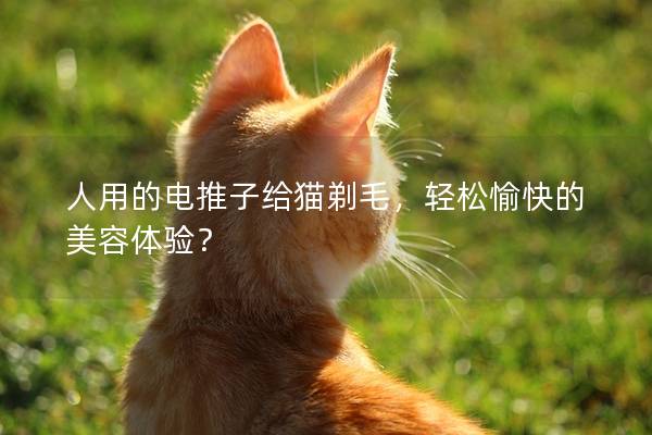 人用的电推子给猫剃毛，轻松愉快的美容体验？