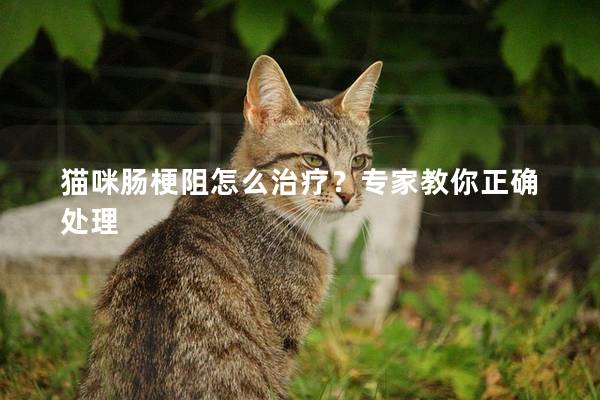 猫咪肠梗阻怎么治疗？专家教你正确处理