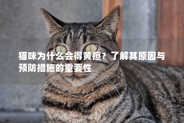 猫咪为什么会得黄疸？了解其原因与预防措施的重要性