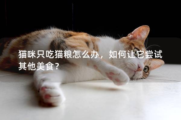 猫咪只吃猫粮怎么办，如何让它尝试其他美食？