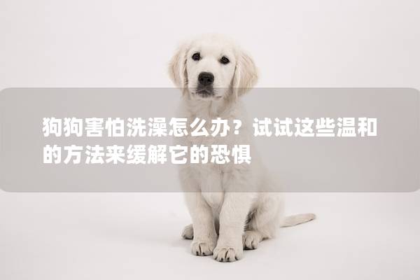 狗狗害怕洗澡怎么办？试试这些温和的方法来缓解它的恐惧