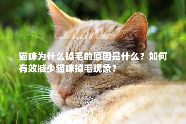 猫咪为什么掉毛的原因是什么？如何有效减少猫咪掉毛现象？