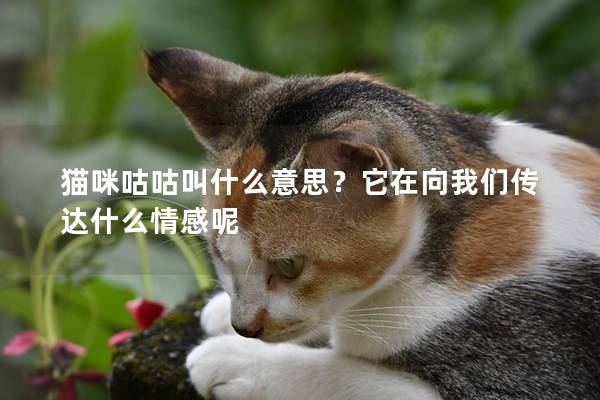 猫咪咕咕叫什么意思？它在向我们传达什么情感呢