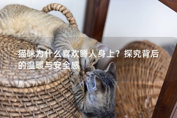 猫咪为什么喜欢睡人身上？探究背后的温暖与安全感