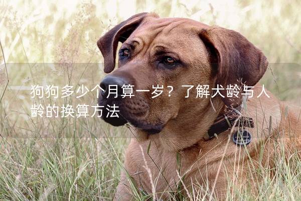 狗狗多少个月算一岁？了解犬龄与人龄的换算方法