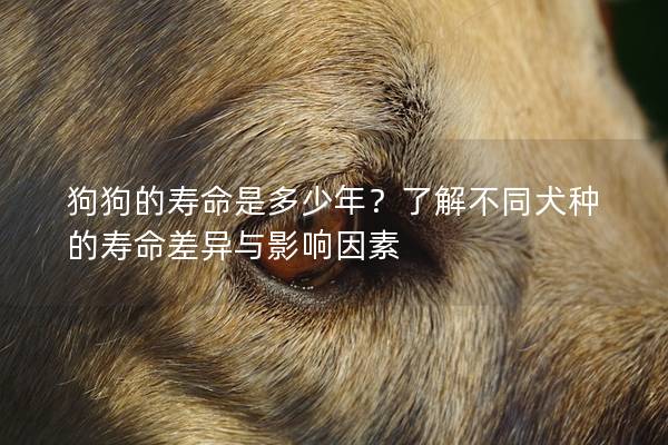 狗狗的寿命是多少年？了解不同犬种的寿命差异与影响因素