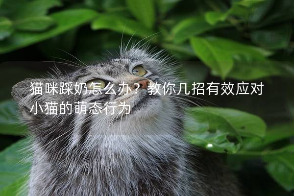 猫咪踩奶怎么办？教你几招有效应对小猫的萌态行为