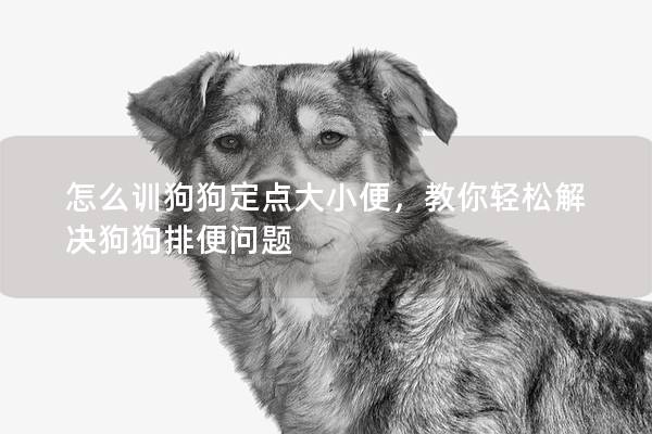 怎么训狗狗定点大小便，教你轻松解决狗狗排便问题