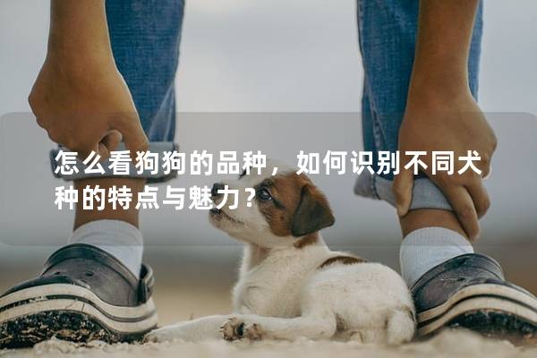 怎么看狗狗的品种,如何识别不同犬种的特点与魅力?