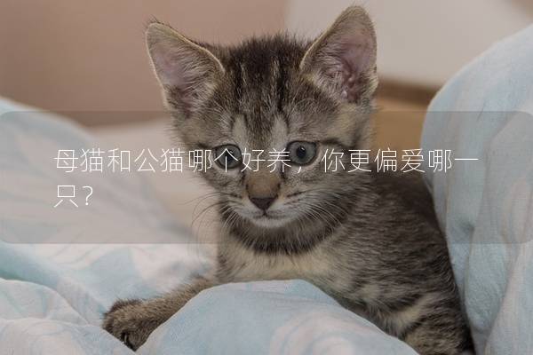 母猫和公猫哪个好养，你更偏爱哪一只？