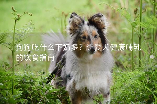 狗狗吃什么下奶多？让爱犬健康哺乳的饮食指南