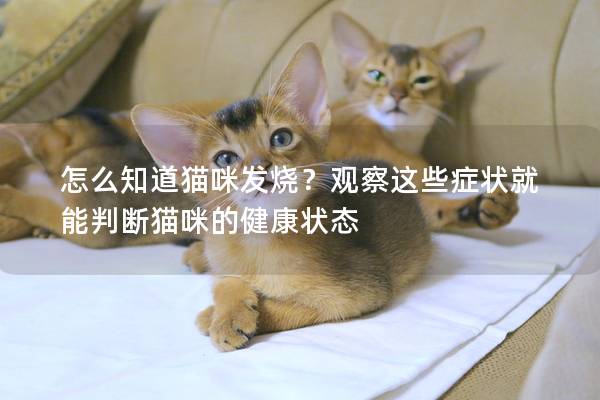 怎么知道猫咪发烧？观察这些症状就能判断猫咪的健康状态