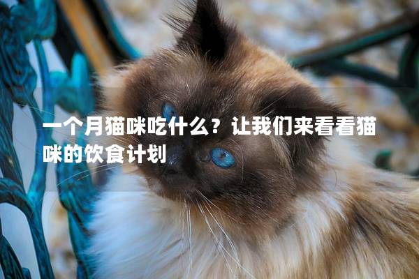 一个月猫咪吃什么？让我们来看看猫咪的饮食计划