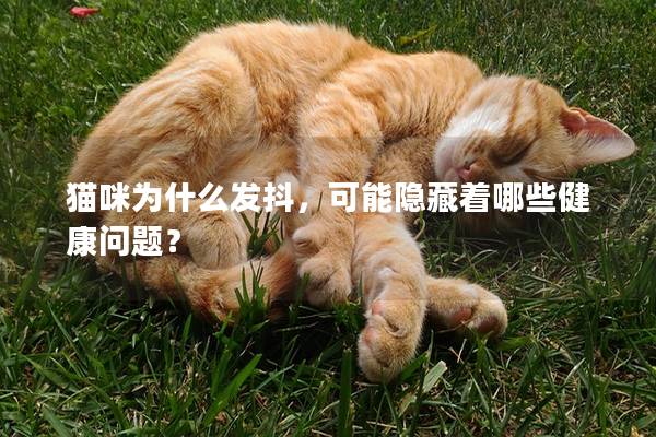 猫咪为什么发抖,可能隐藏着哪些健康问题?