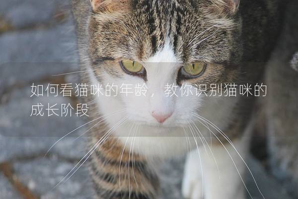 如何看猫咪的年龄，教你识别猫咪的成长阶段