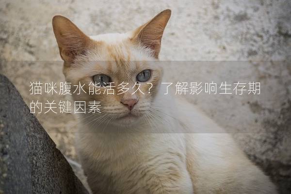 猫咪腹水能活多久？了解影响生存期的关键因素