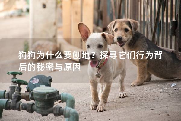 狗狗为什么要刨地？探寻它们行为背后的秘密与原因