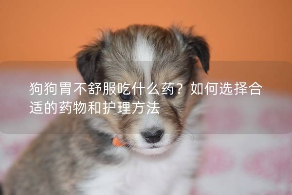 狗狗胃不舒服吃什么药？如何选择合适的药物和护理方法