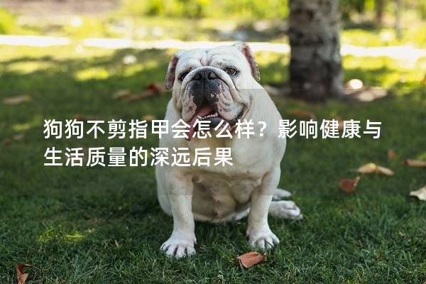 狗狗不剪指甲会怎么样？影响健康与生活质量的深远后果