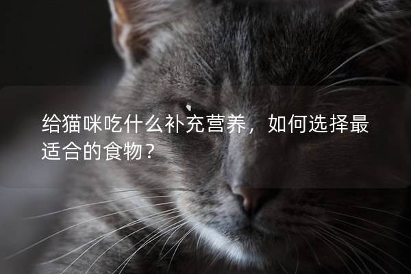 给猫咪吃什么补充营养，如何选择最适合的食物？