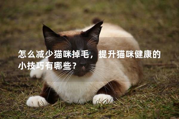 怎么减少猫咪掉毛，提升猫咪健康的小技巧有哪些？