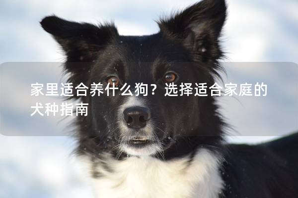 家里适合养什么狗？选择适合家庭的犬种指南