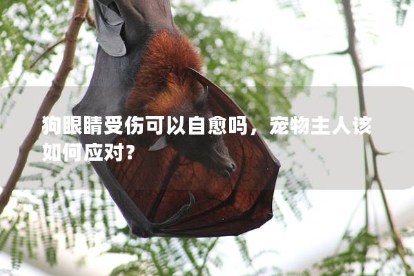 狗眼睛受伤可以自愈吗，宠物主人该如何应对？