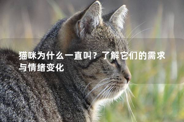 猫咪为什么一直叫？了解它们的需求与情绪变化