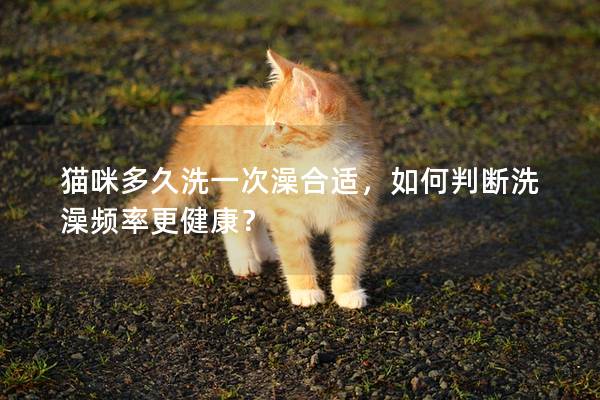 猫咪多久洗一次澡合适，如何判断洗澡频率更健康？