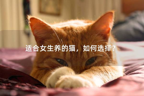 适合女生养的猫，如何选择？