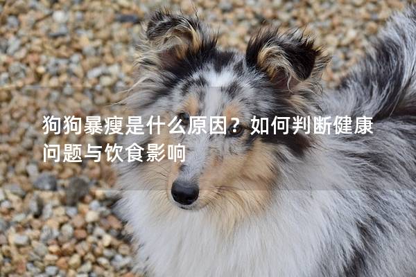 狗狗暴瘦是什么原因？如何判断健康问题与饮食影响