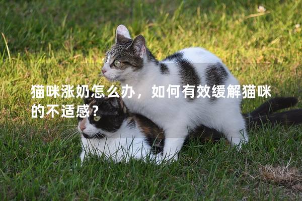 猫咪涨奶怎么办,如何有效缓解猫咪的不适感?