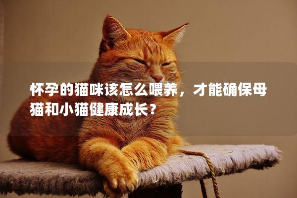 怀孕的猫咪该怎么喂养，才能确保母猫和小猫健康成长？