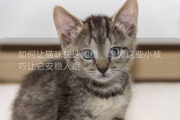 如何让猫咪快速睡觉，掌握这些小技巧让它安稳入眠