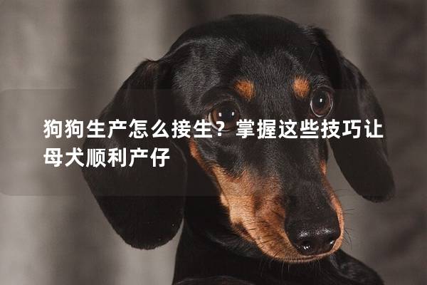 狗狗生产怎么接生？掌握这些技巧让母犬顺利产仔