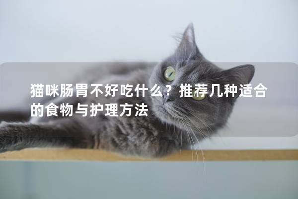 猫咪肠胃不好吃什么？推荐几种适合的食物与护理方法