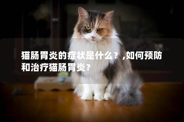 猫肠胃炎的症状是什么？,如何预防和治疗猫肠胃炎？