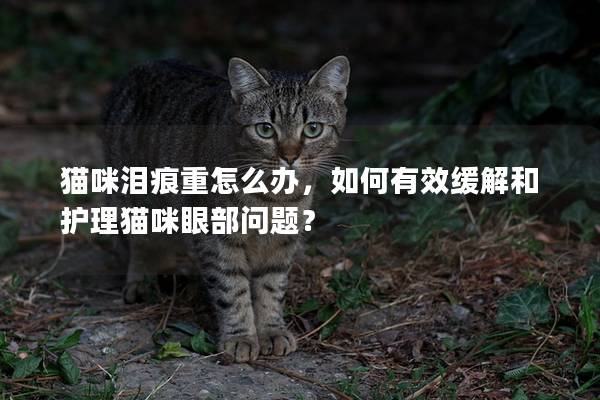 猫咪泪痕重怎么办，如何有效缓解和护理猫咪眼部问题？