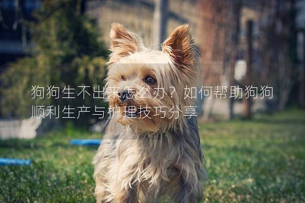 狗狗生不出来怎么办？如何帮助狗狗顺利生产与护理技巧分享