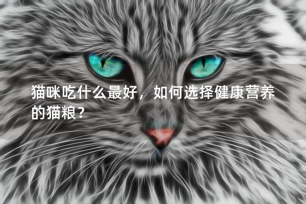 猫咪吃什么最好，如何选择健康营养的猫粮？