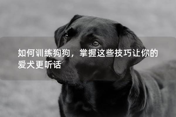 如何训练狗狗，掌握这些技巧让你的爱犬更听话