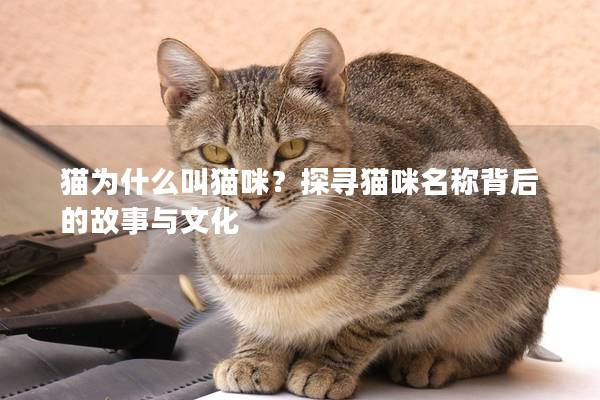 猫为什么叫猫咪？探寻猫咪名称背后的故事与文化