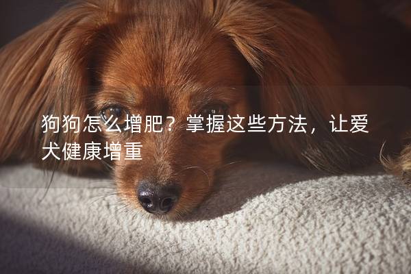 狗狗怎么增肥？掌握这些方法，让爱犬健康增重