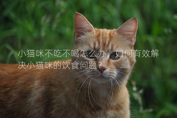 小猫咪不吃不喝怎么办，如何有效解决小猫咪的饮食问题？