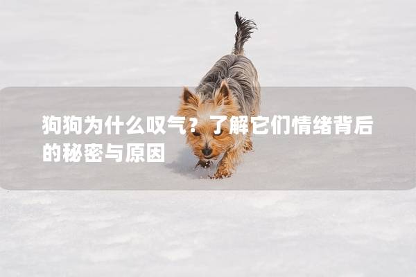 狗狗为什么叹气？了解它们情绪背后的秘密与原因