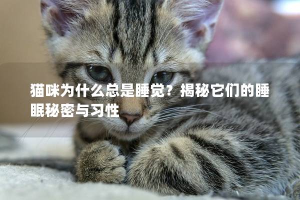 猫咪为什么总是睡觉？揭秘它们的睡眠秘密与习性