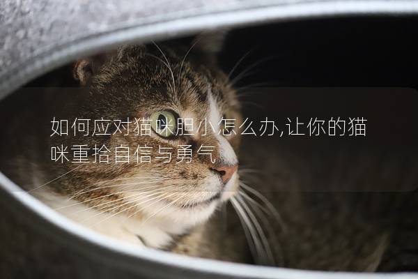 如何应对猫咪胆小怎么办,让你的猫咪重拾自信与勇气