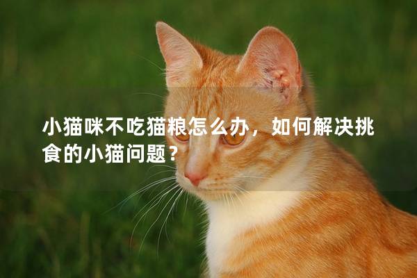 小猫咪不吃猫粮怎么办，如何解决挑食的小猫问题？